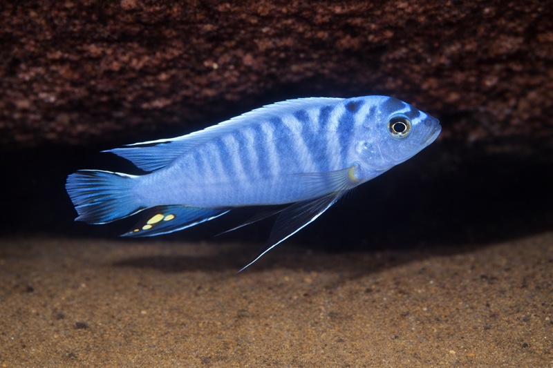 Maylandia sp. 'zebra ruarwe' Charo